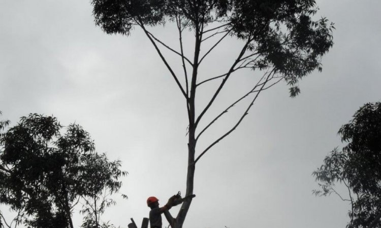 élagage abattage d’arbre à Saint-Pierre 